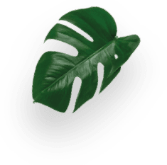 Genio S Plus - Negra decoration Image